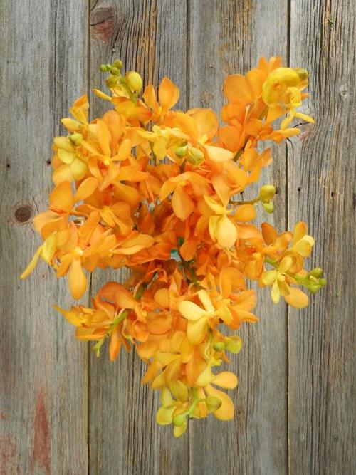 ISABELLE  YELLOW-ORANGE MOKARA ORCHID